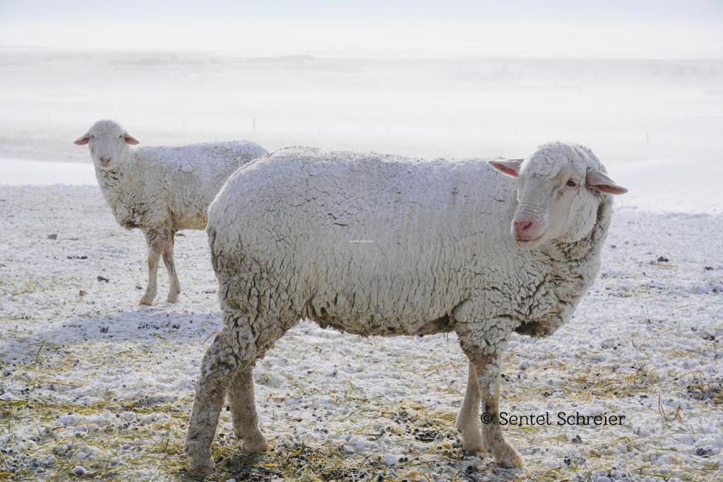 Melting point poetry – for the spiritually&nbsp;frozen