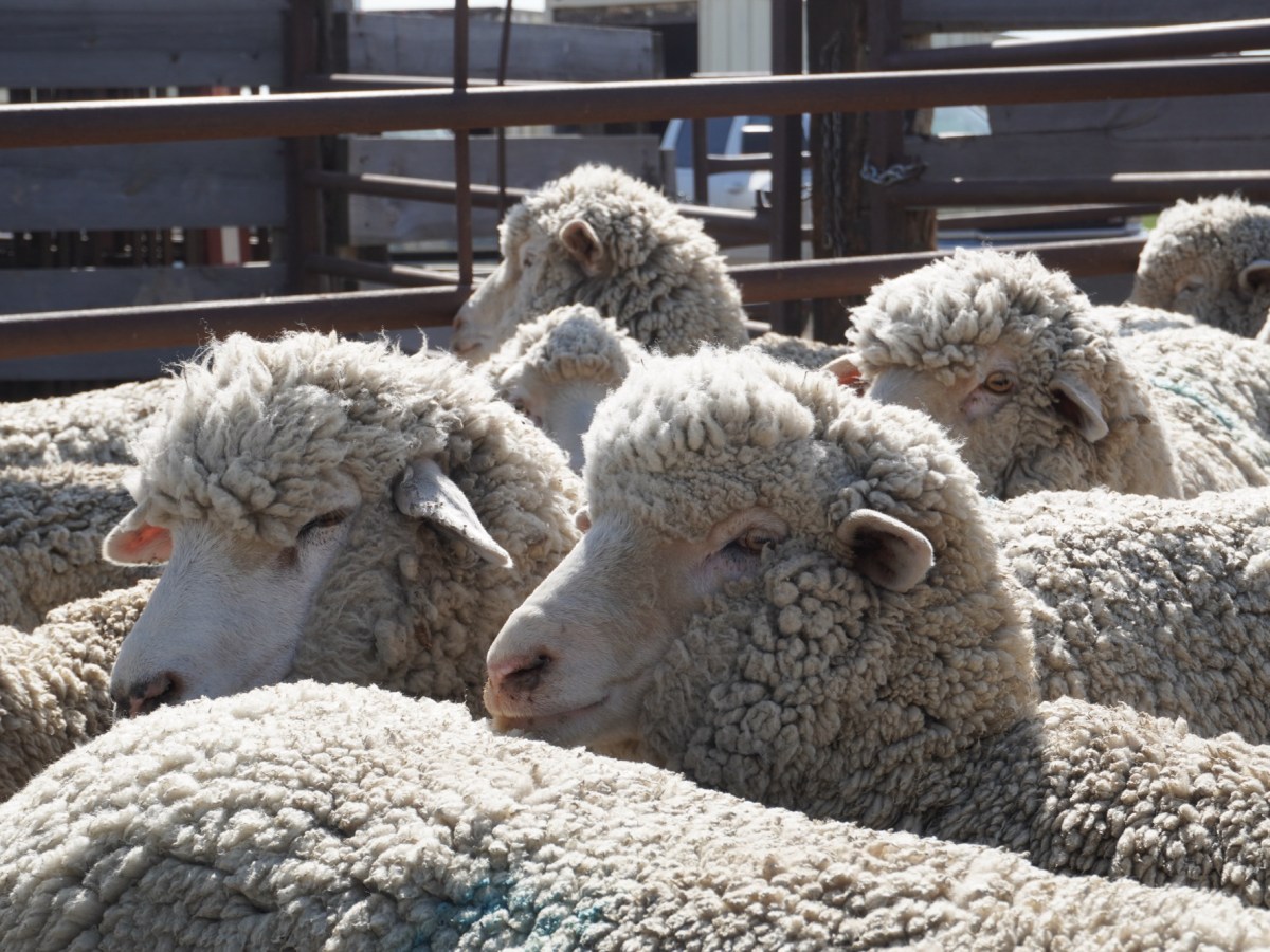 May is for&nbsp;Shearing