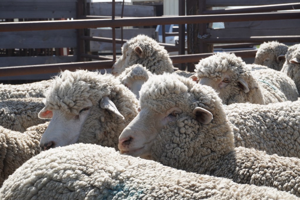 May is for&nbsp;Shearing